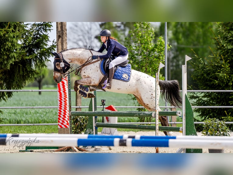 Polish Halfbred Mare 11 years 15,2 hh Leopard-Piebald in Konin