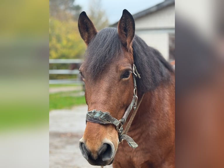 Polish Halfbred Mare 11 years 15,2 hh in G&#xFC;tersloh