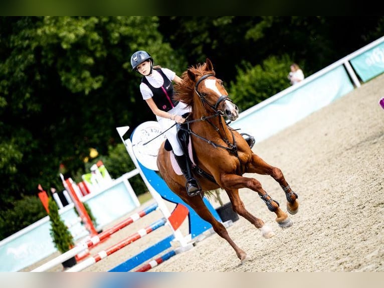 Polish Halfbred Mare 11 years 16.1 hh Chestnut-Red in Łazy
