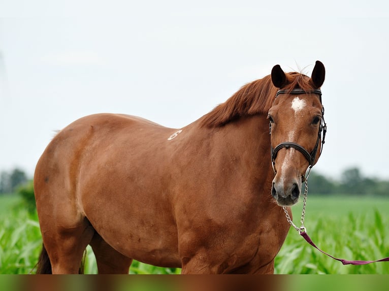 Polish Halfbred Mare 11 years 16,1 hh Chestnut-Red in radziejów