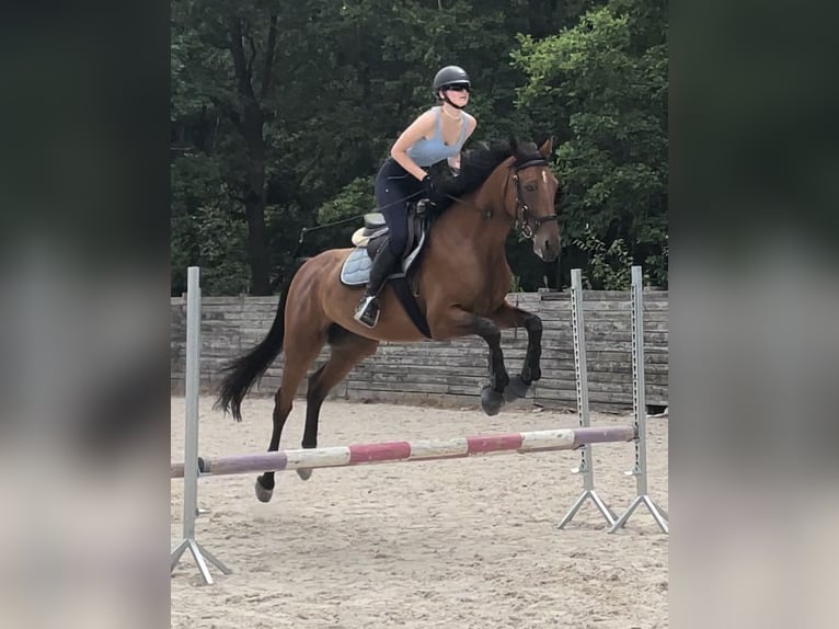 Polish Halfbred Mare 11 years 16.2 hh Brown in Warszawa