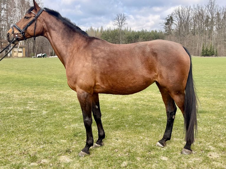 Polish Halfbred Mare 11 years 16.2 hh Brown in Warszawa