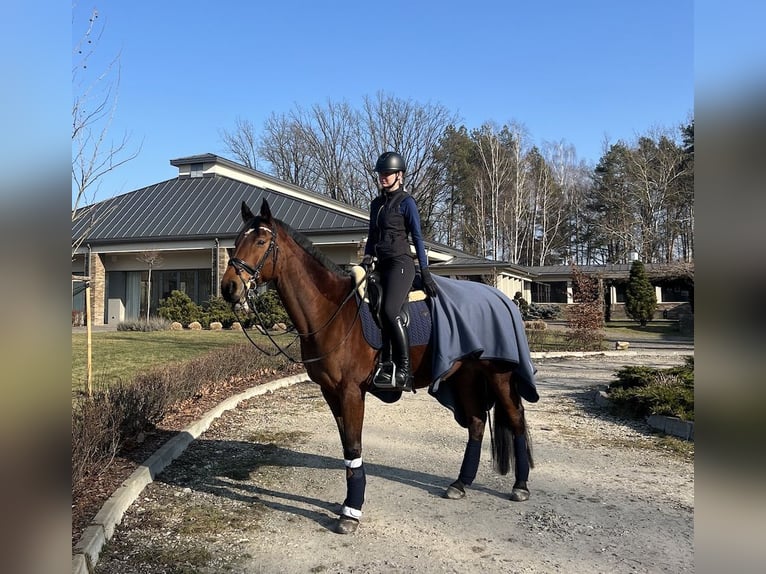 Polish Halfbred Mare 11 years 16.2 hh Brown in Warszawa