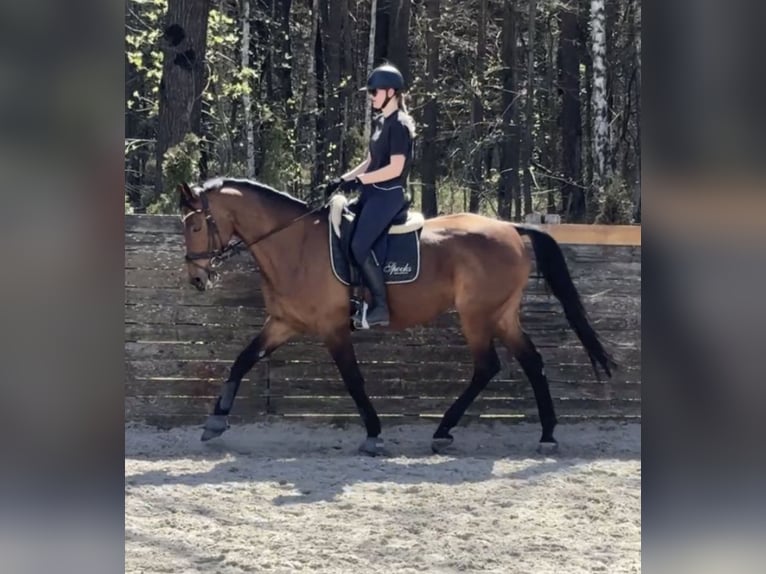 Polish Halfbred Mare 11 years 16.2 hh Brown in Warszawa
