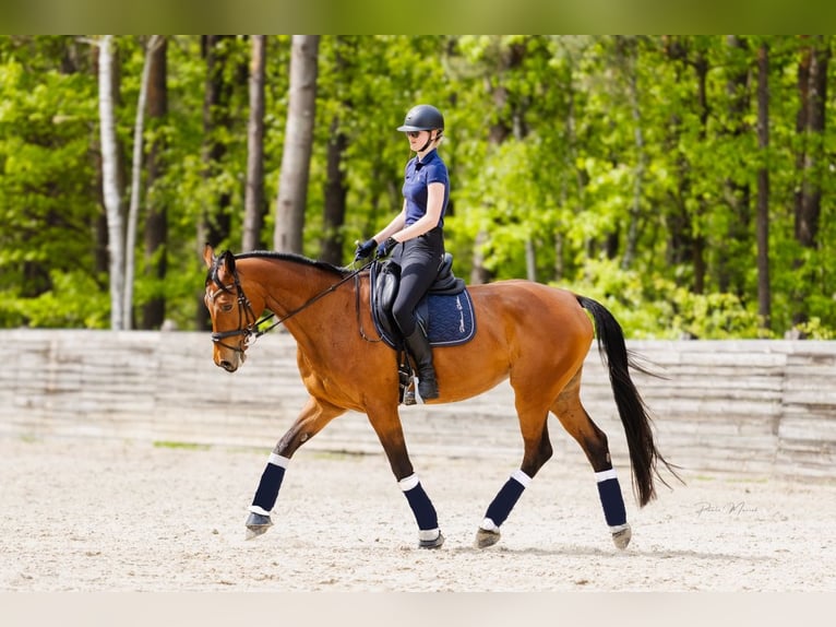 Polish Halfbred Mare 11 years 16.2 hh Brown in Warszawa