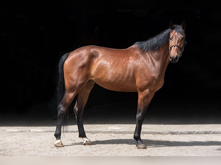 Polish Halfbred Mare 11 years 16.2 hh Brown in Koscian