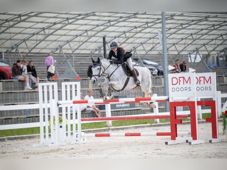 Polish Halfbred Mare 11 years 16 hh Grey in Gdynia