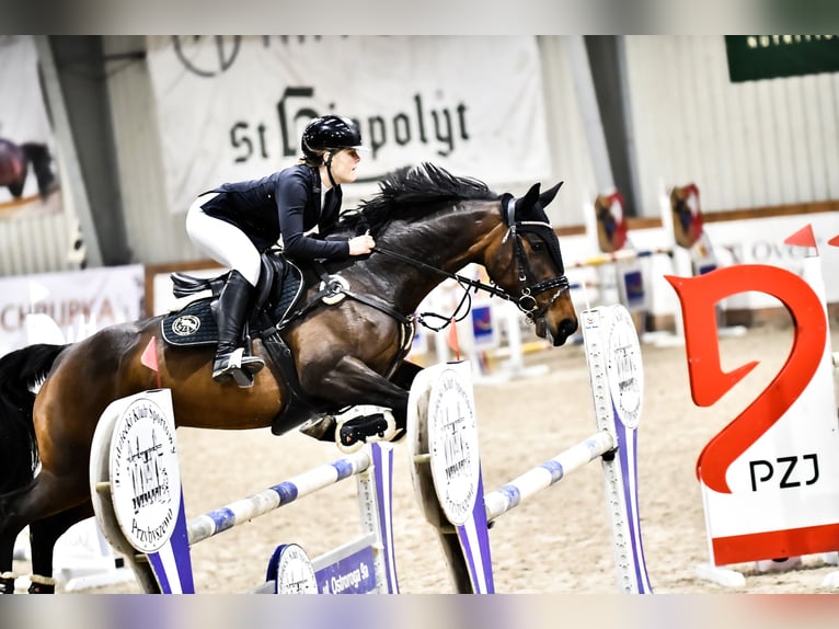Polish Halfbred Mare 11 years 16,1 hh Bay-Dark in &#x17B;ywiec