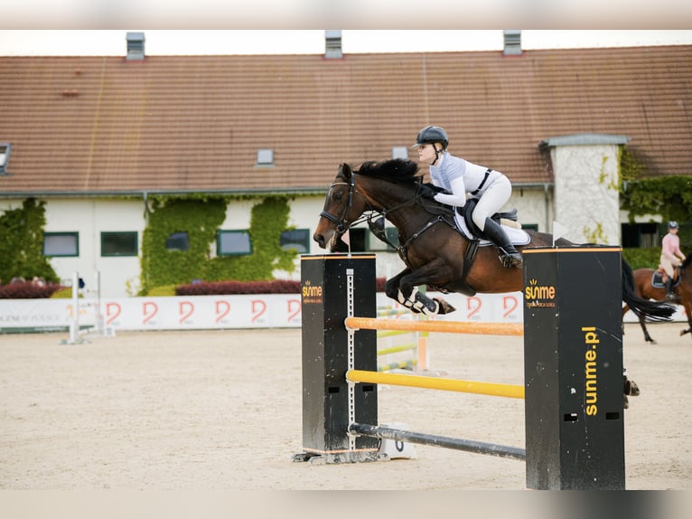 Polish Halfbred Mare 11 years 16,1 hh Bay-Dark in &#x17B;ywiec