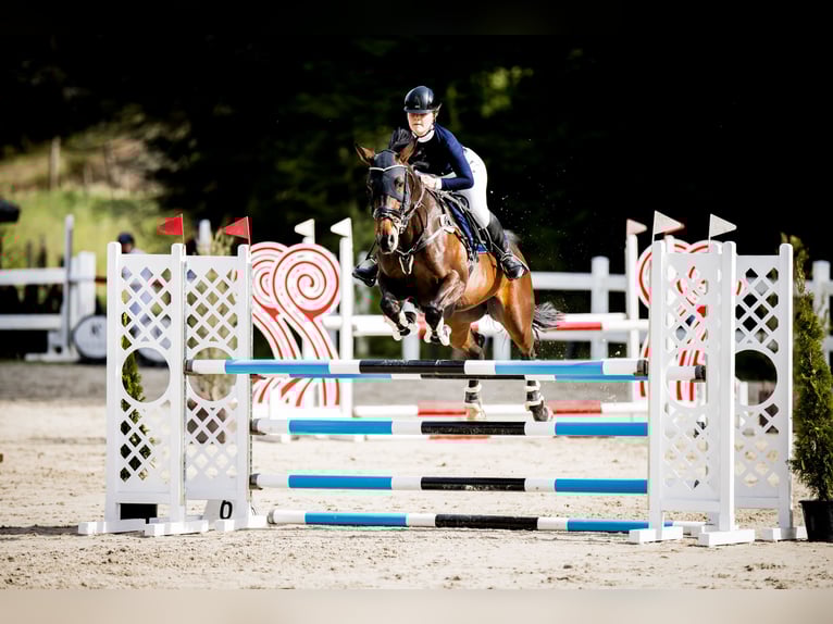 Polish Halfbred Mare 11 years 16,1 hh Bay-Dark in &#x17B;ywiec
