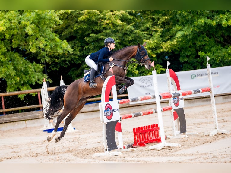 Polish Halfbred Mare 11 years 16,1 hh Bay-Dark in &#x17B;ywiec