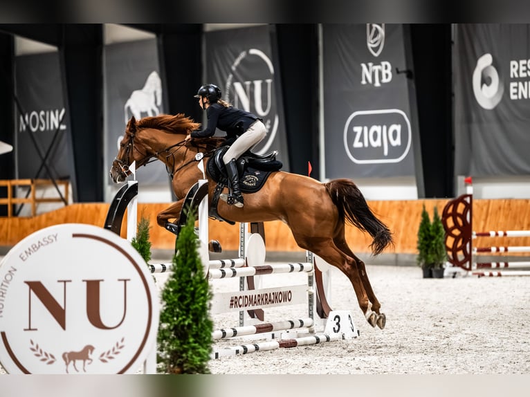 Polish Halfbred Mare 11 years 16,1 hh Chestnut in Łazy