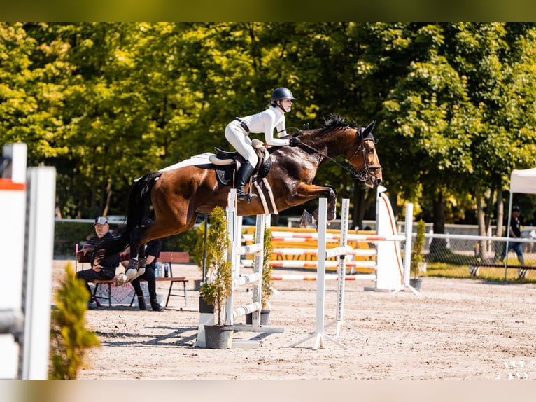Polish Halfbred Mare 11 years 16,2 hh Bay in Piaseczno