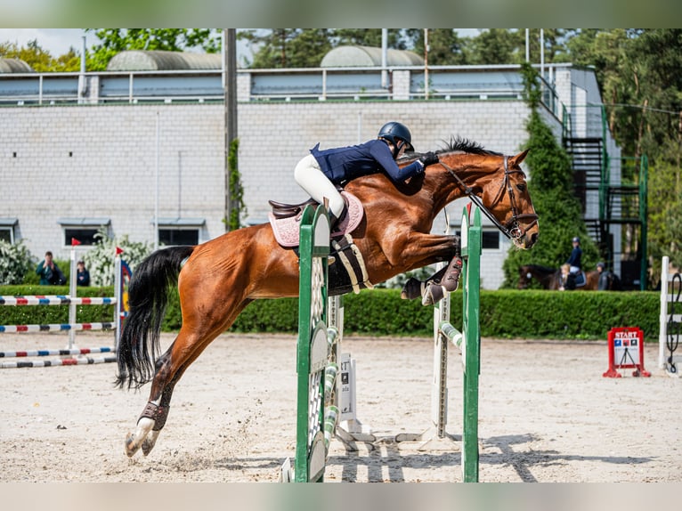 Polish Halfbred Mare 11 years 16,2 hh Bay in Piaseczno