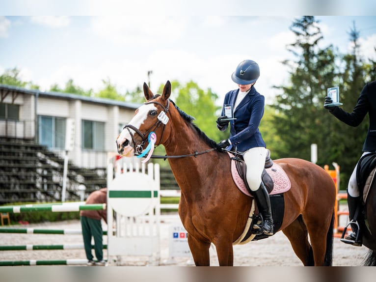 Polish Halfbred Mare 11 years 16,2 hh Bay in Piaseczno