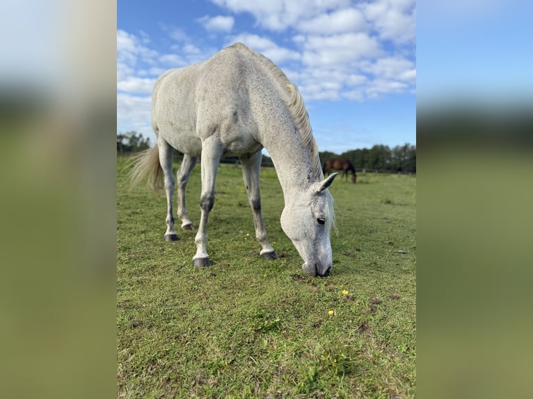 Polish Halfbred Mix Mare 12 years 14,3 hh Grey-Fleabitten in Zinndorf