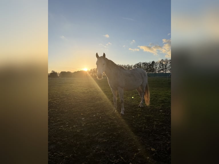 Polish Halfbred Mix Mare 12 years 14,3 hh Grey-Fleabitten in Zinndorf