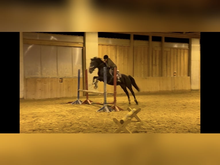 Polish Halfbred Mare 12 years 15,3 hh in Passail