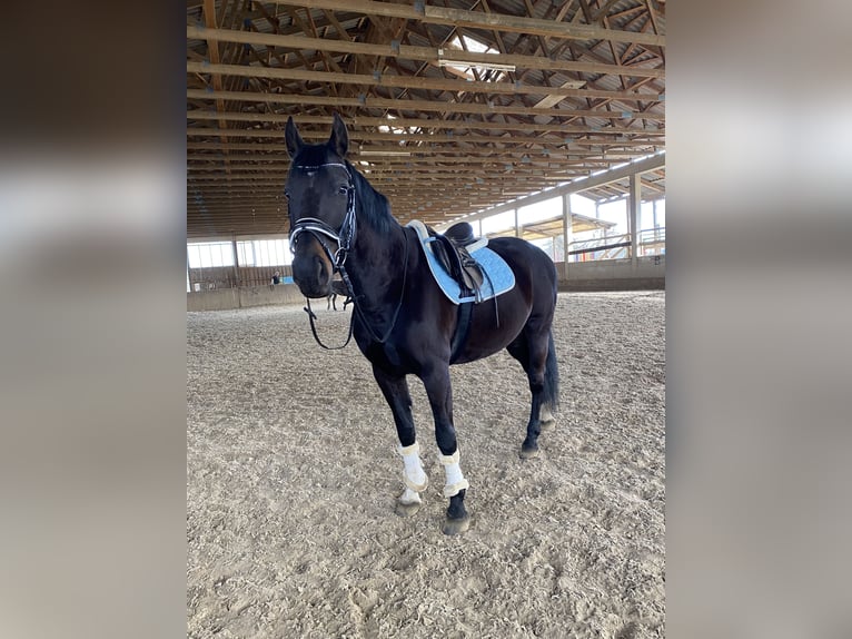 Polish Halfbred Mare 12 years 15,3 hh in Passail