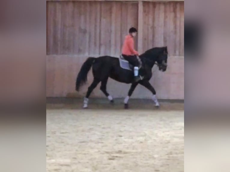 Polish Halfbred Mare 12 years 15,3 hh in Passail