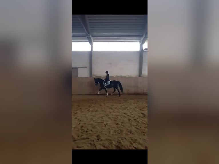 Polish Halfbred Mare 12 years 15,3 hh in Passail