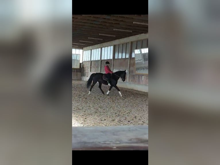 Polish Halfbred Mare 12 years 15,3 hh in Passail