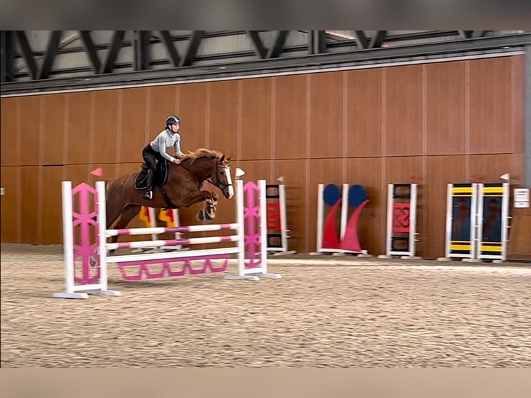 Polish Halfbred Mare 12 years 16,2 hh Chestnut-Red in Zakrzow