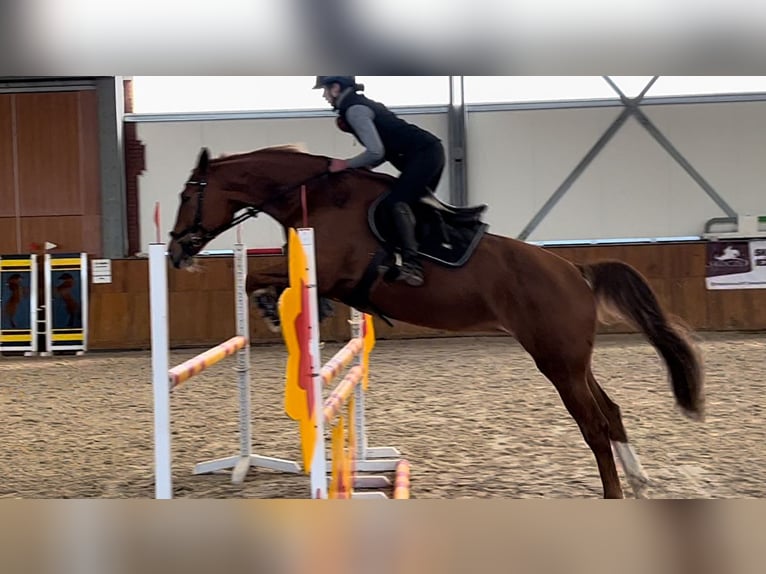 Polish Halfbred Mare 12 years 16,2 hh Chestnut-Red in Zakrzow