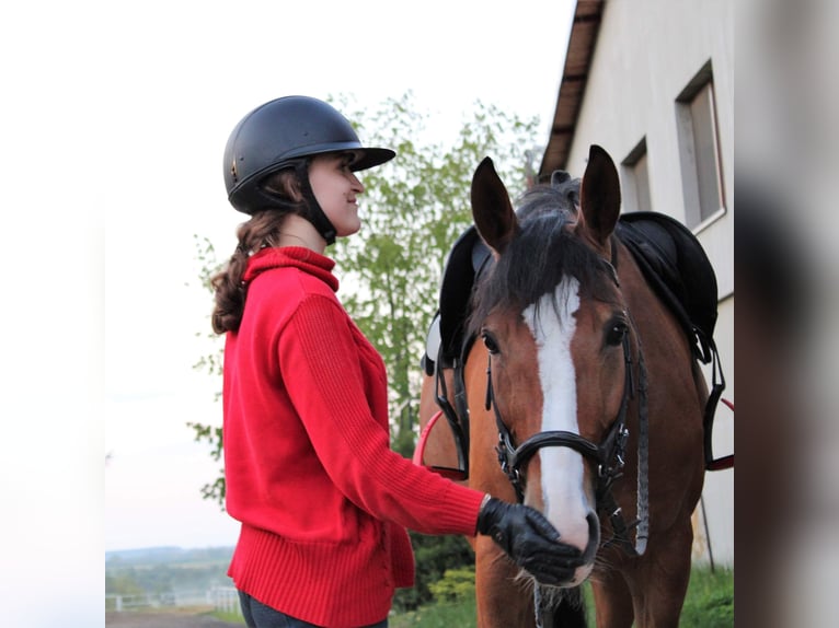 Polish Halfbred Mare 12 years 16,2 hh Chestnut-Red in Zawiercie