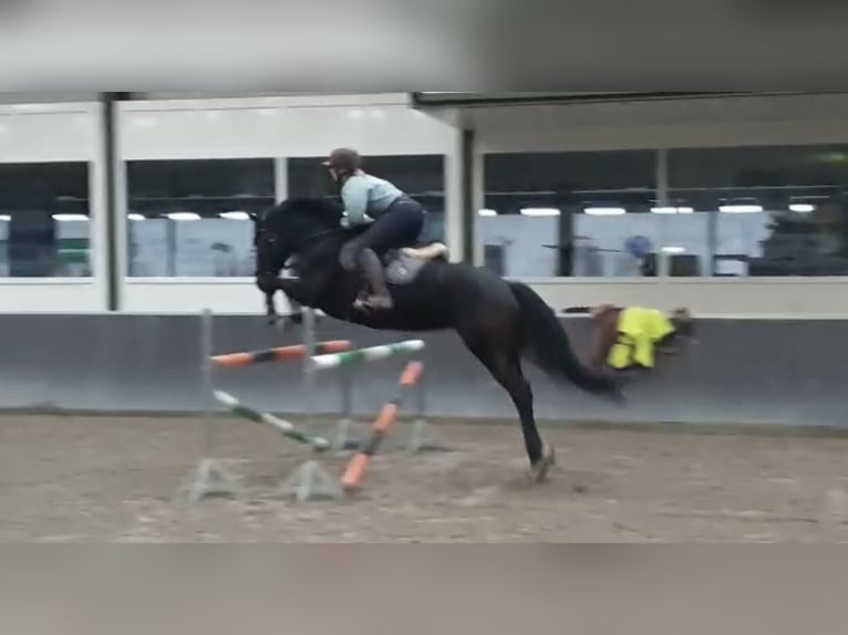 Polish Halfbred Mare 12 years 16,1 hh Bay-Dark in Schwalmtal Polish Halfbred Mare 12 years 16,1 hh Bay-Dark in Schwalmtal