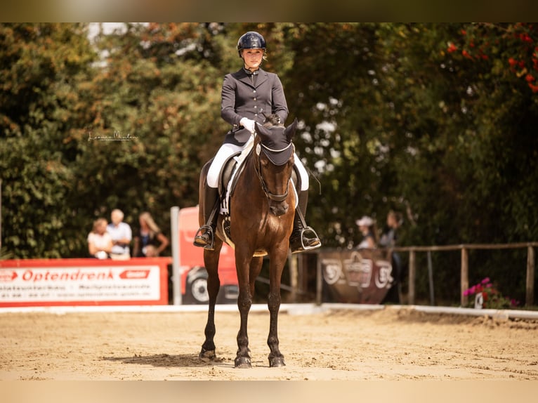Polish Halfbred Mare 12 years 16,1 hh Bay-Dark in Schwalmtal Polish Halfbred Mare 12 years 16,1 hh Bay-Dark in Schwalmtal