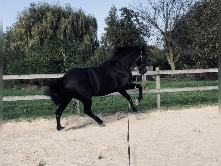 Polish Halfbred Mare 12 years 16,1 hh Bay-Dark in Schwalmtal Polish Halfbred Mare 12 years 16,1 hh Bay-Dark in Schwalmtal