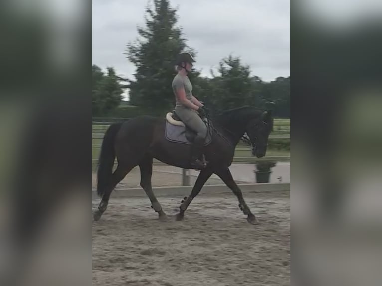 Polish Halfbred Mare 12 years 16,1 hh Bay-Dark in Schwalmtal