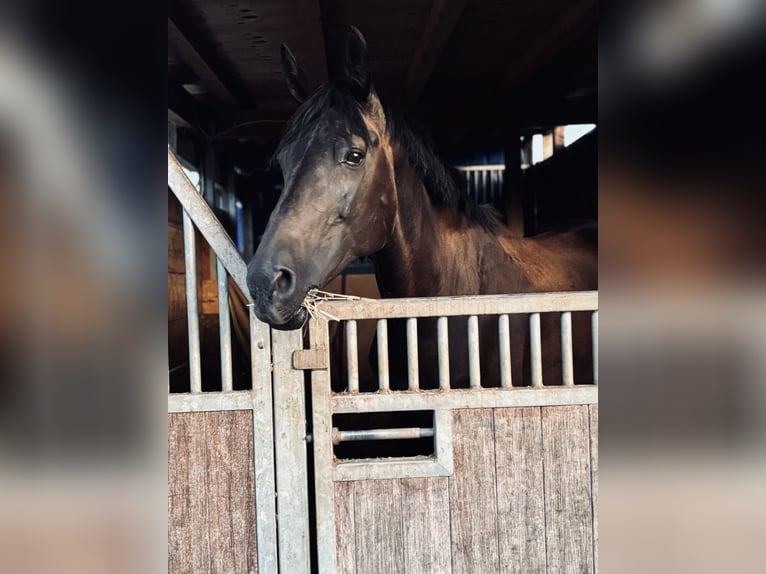 Polish Halfbred Mare 12 years 16,1 hh Bay-Dark in Schwalmtal Polish Halfbred Mare 12 years 16,1 hh Bay-Dark in Schwalmtal