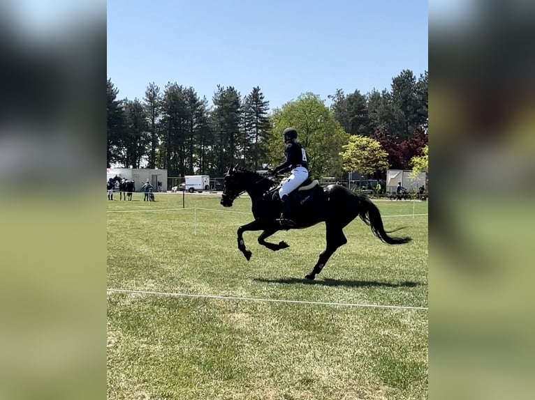 Polish Halfbred Mare 12 years 16,1 hh Bay-Dark in Schwalmtal Polish Halfbred Mare 12 years 16,1 hh Bay-Dark in Schwalmtal