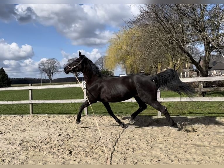 Polish Halfbred Mare 12 years 16,1 hh Bay-Dark in Schwalmtal Polish Halfbred Mare 12 years 16,1 hh Bay-Dark in Schwalmtal