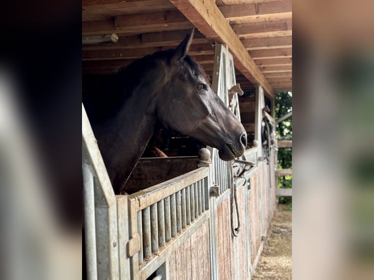 Polish Halfbred Mare 12 years 16,1 hh Bay-Dark in Schwalmtal Polish Halfbred Mare 12 years 16,1 hh Bay-Dark in Schwalmtal