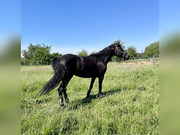 Polish Halfbred Mare 12 years 16,1 hh Bay-Dark in Schwalmtal
