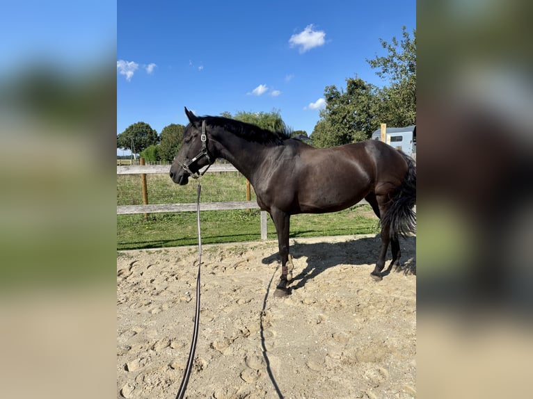 Polish Halfbred Mare 12 years 16,1 hh Bay-Dark in Schwalmtal Polish Halfbred Mare 12 years 16,1 hh Bay-Dark in Schwalmtal