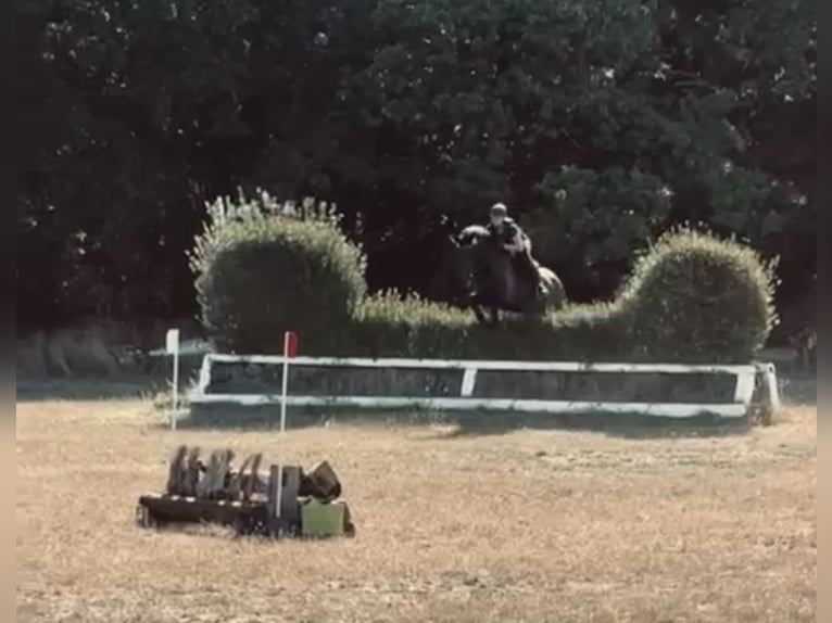 Polish Halfbred Mare 12 years 16,1 hh Bay-Dark in Schwalmtal Polish Halfbred Mare 12 years 16,1 hh Bay-Dark in Schwalmtal