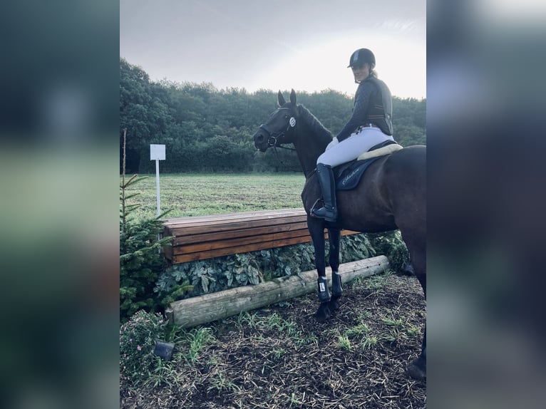 Polish Halfbred Mare 12 years 16,1 hh Bay-Dark in Schwalmtal Polish Halfbred Mare 12 years 16,1 hh Bay-Dark in Schwalmtal