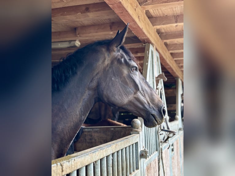 Polish Halfbred Mare 12 years 16,1 hh Bay-Dark in Schwalmtal