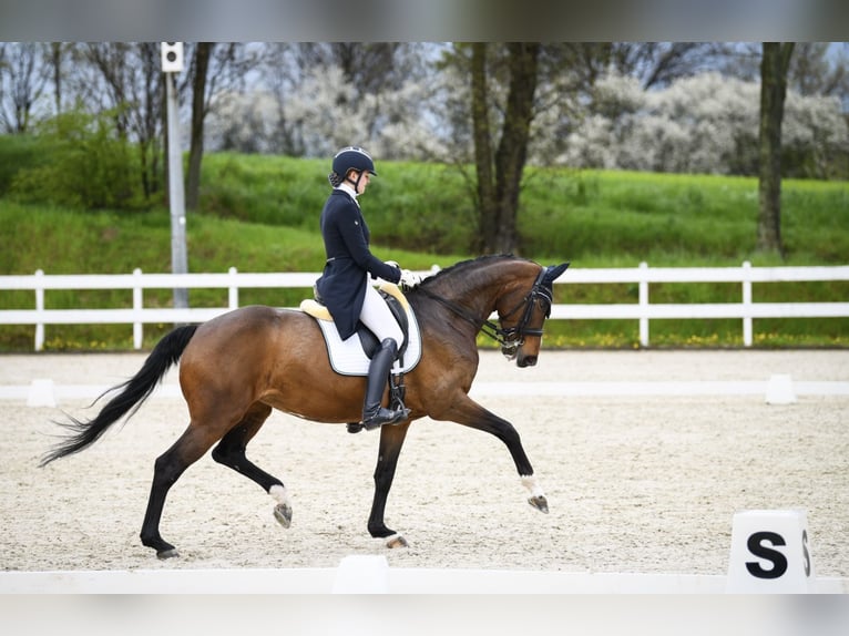 Polish Halfbred Mare 12 years 16,1 hh Brown in Szczecin