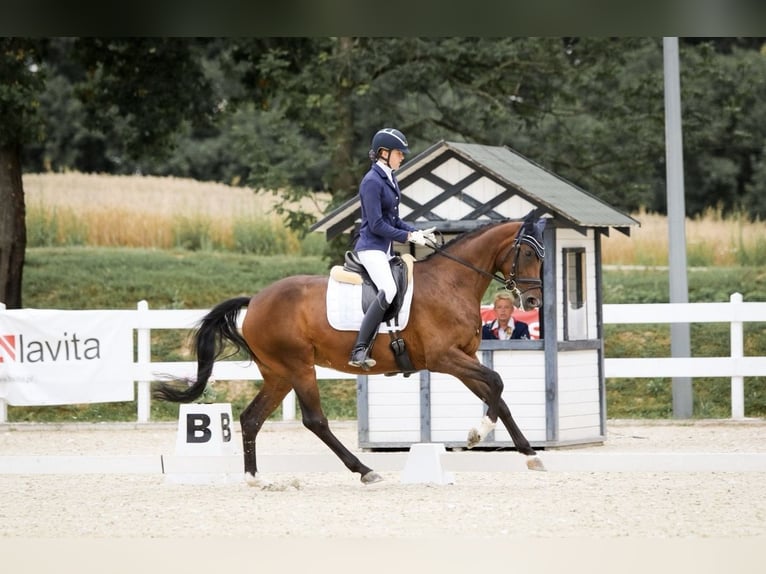 Polish Halfbred Mare 12 years 16,1 hh Brown in Szczecin