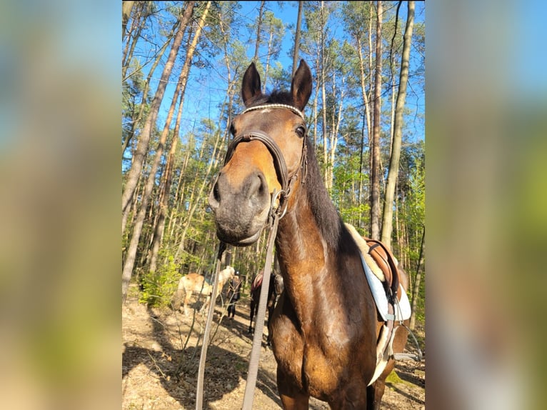 Polish Halfbred Mare 12 years 16,1 hh Brown in Jan&#xF3;w Lubelski