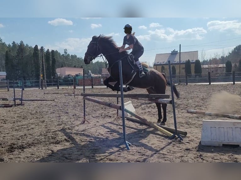 Polish Halfbred Mare 12 years 16,1 hh Brown in Jan&#xF3;w Lubelski