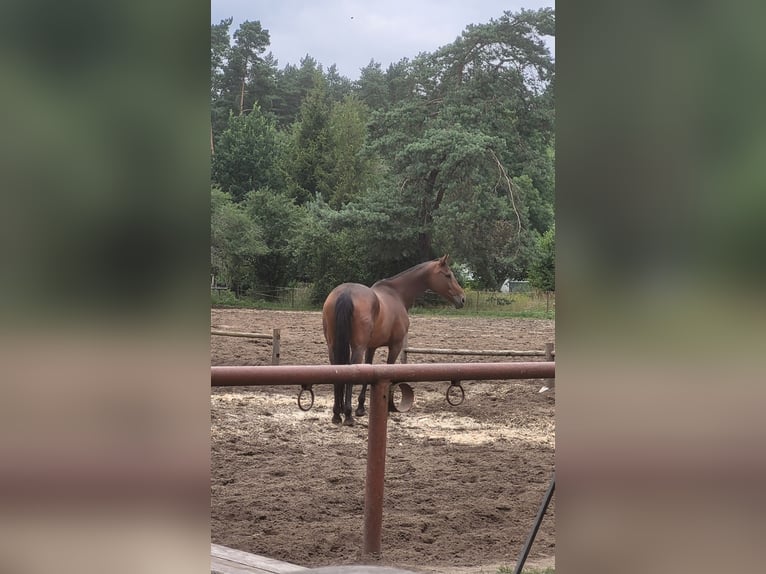 Polish Halfbred Mare 12 years 16,1 hh Brown in Jan&#xF3;w Lubelski