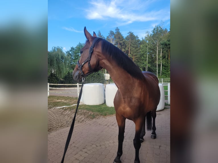 Polish Halfbred Mare 12 years 16,1 hh Brown in Jan&#xF3;w Lubelski