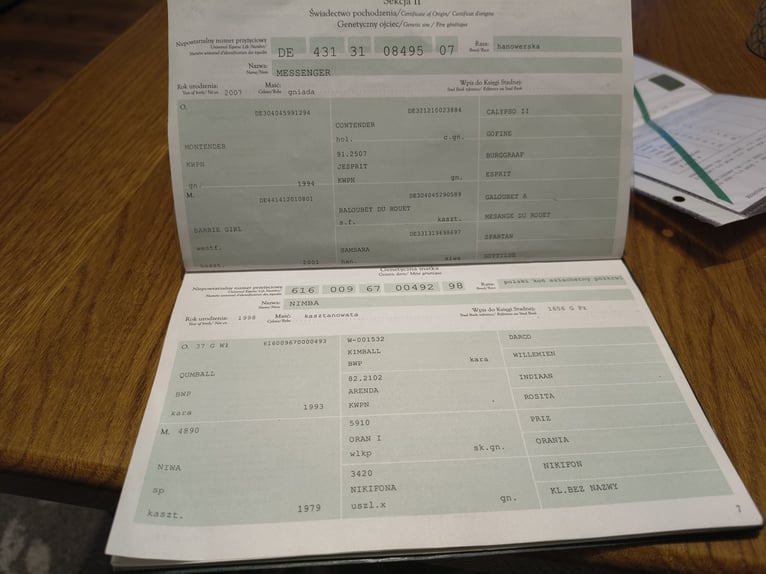 Polish Halfbred Mare 12 years 16,3 hh Chestnut in Brynica