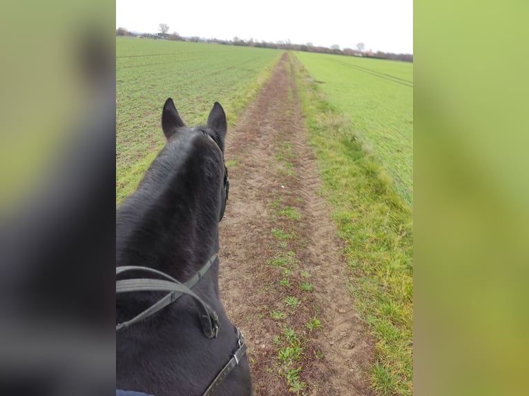 Polish Halfbred Mare 13 years 15.1 hh Black in Babenhausen